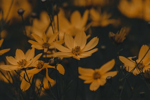 Delicate flowers with yellow gentle petals in blossom among grass in rural field in summertime