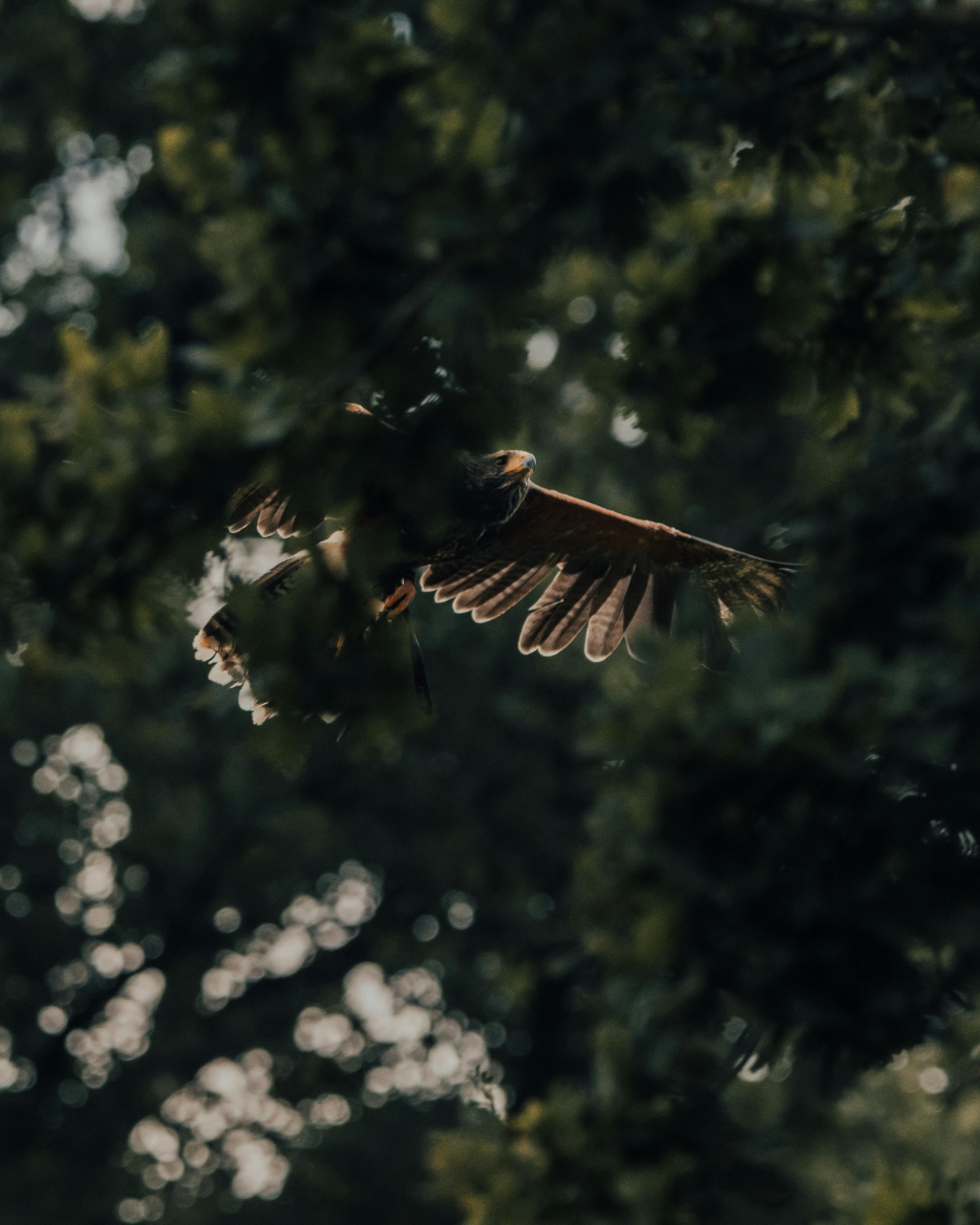 Big predatory eagle flying over forest with fresh verdant trees in sunlight