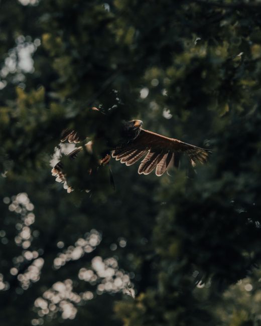Big predatory eagle flying over forest with fresh verdant trees in sunlight