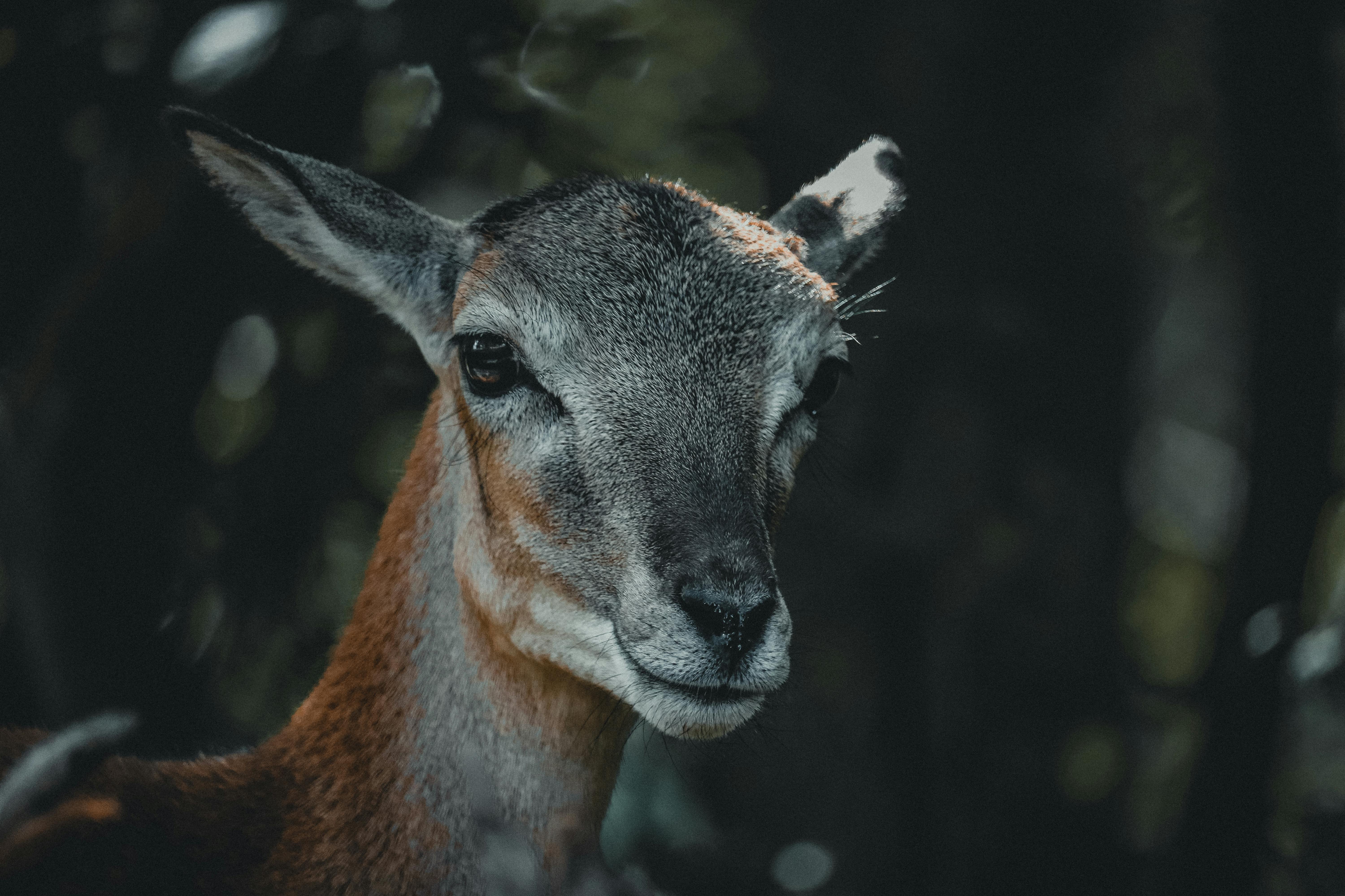 grátis Foto profissional grátis de □ gentil, 3x4, adorável Foto profissional