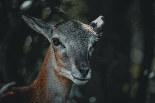 Immagine gratuita di adorabile, albero, ambiente