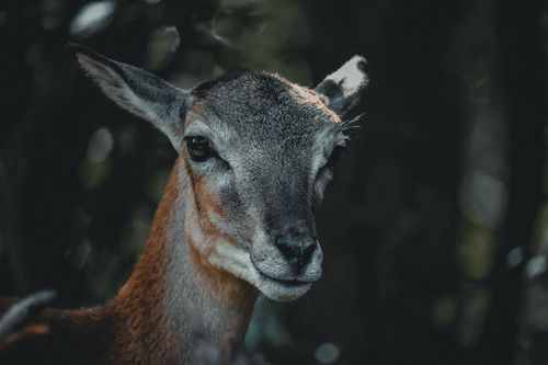Free Young wild deer with brown and gray fur on muzzle on blurred background of woods Stock Photo