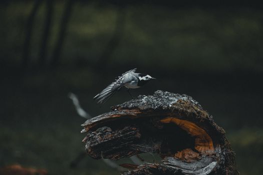 Small white wagtail on old bark of tree