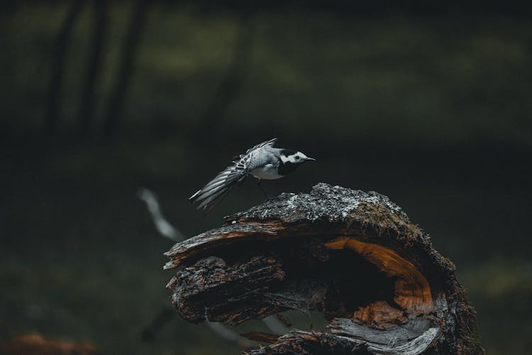 Small White Wagtail On Old Bark Of Tree