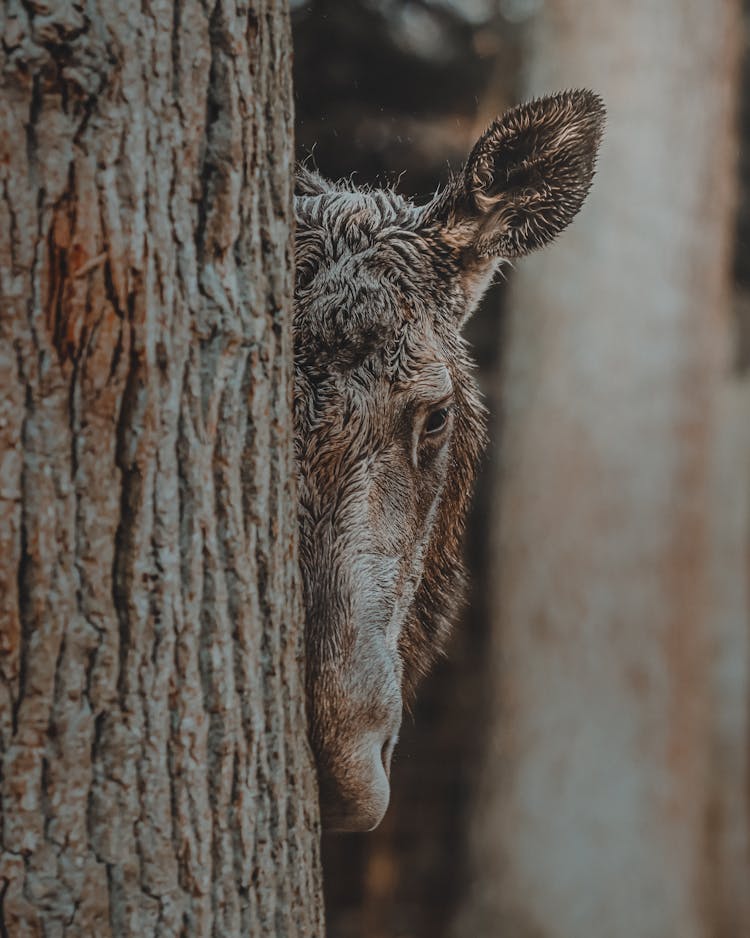 Wild Moose Hiding Behind Tree In Forest