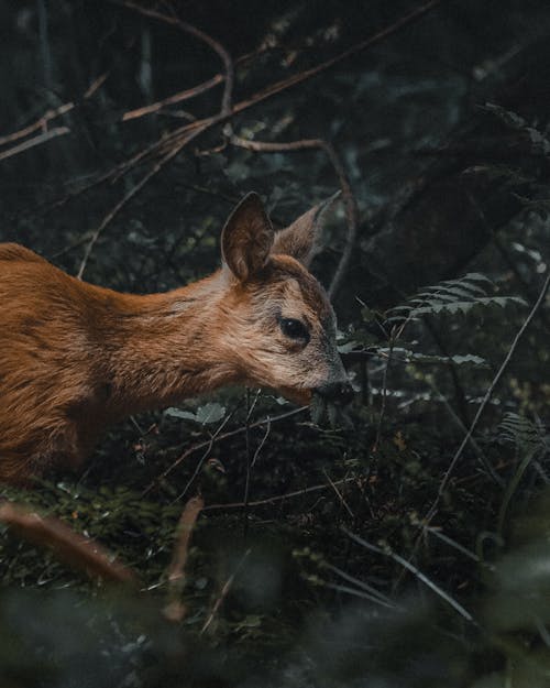 Fotos de stock gratuitas de adorable, al aire libre, amable