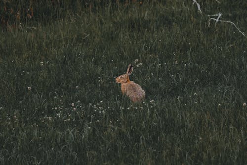 Foto d'estoc gratuïta de a l'aire lliure, adorable, animal