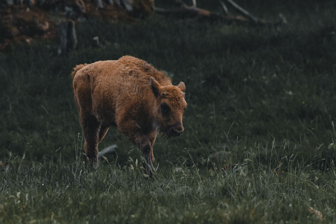 Foto de stock gratuita sobre agricultura, al aire libre, animal ...