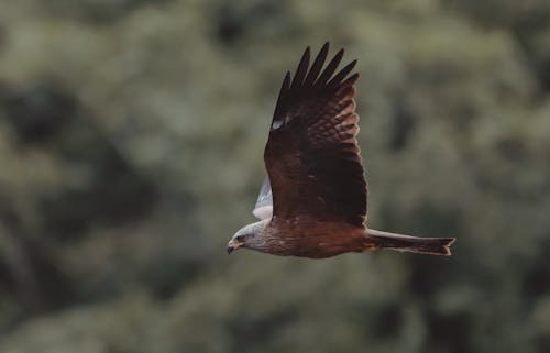 Wild predatory hawk with brown feathers flying on blurred background of verdant trees