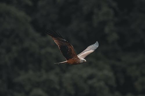 Brown flying graceful hawk flying near forest