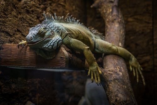 Green and Gray Bearded Dragon