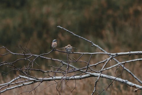 Free Small cute wild birds on thin leafless branches Stock Photo