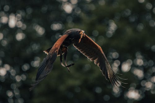 Graceful hawk flying high near trees in forest
