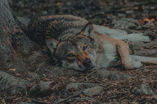 Immagine gratuita di albero, ambiente, animale