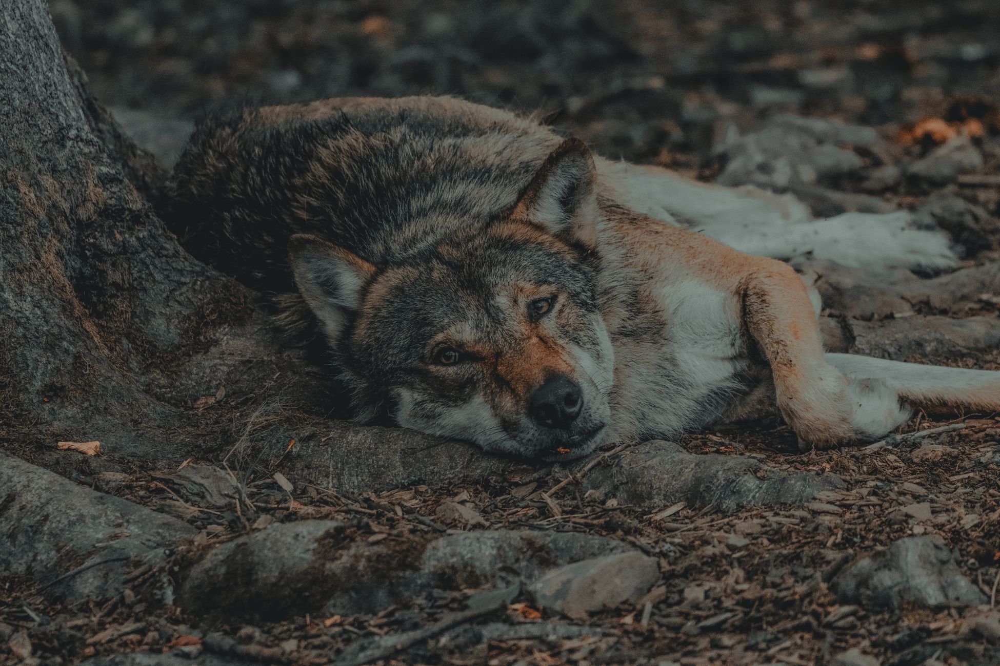 Probleemwolf Bram in het donker doodgeschoten, dat mocht niet