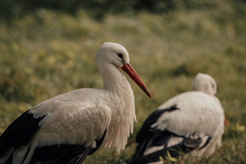 Graceful white storks with black wings