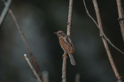Small wild bird with brown plumage perching on fragile branch on blurred background