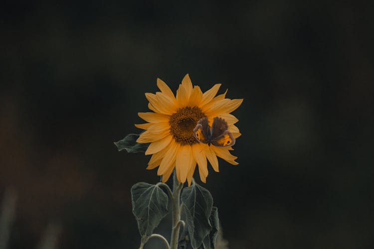 Bright Yellow Blooming Sunflower With Butterfly