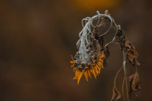 Dry fragile faded sunflower with bright yellow petals and gray stem on blurred background