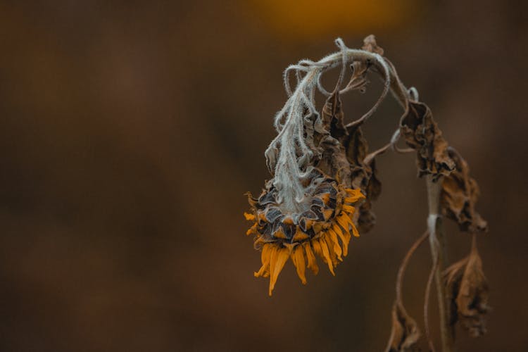 Faded Sunflower With Dry Brown Leaves And Stem