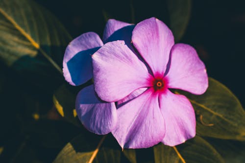 Fotos de stock gratuitas de color, flor, flores bonitas