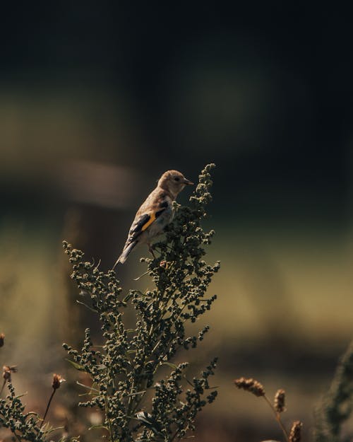 Free Cute little wild Carduelis bird sitting on green twig growing in nature against blurred background on summer day in nature Stock Photo