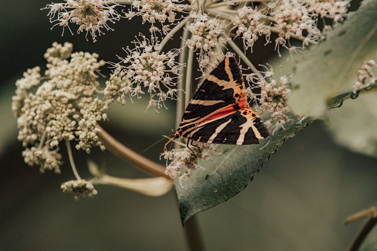 Arctiinae Sitting On Green Leaf