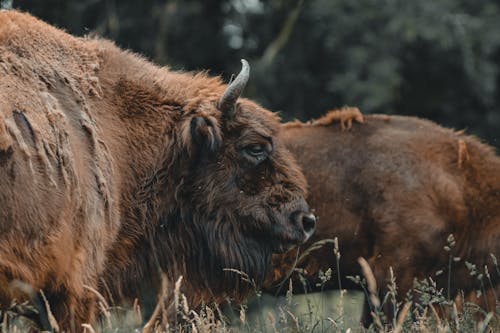 Big bison with brown wool and horns standing on grassy meadow against tall green trees while grazing in nature on summer day