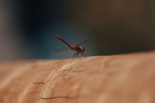 곤충, 광선, 긴의 무료 스톡 사진