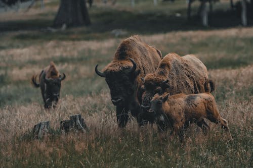 Herd of brown bison with horns walking on grassy meadow with tree while pasturing in rural area on summer day