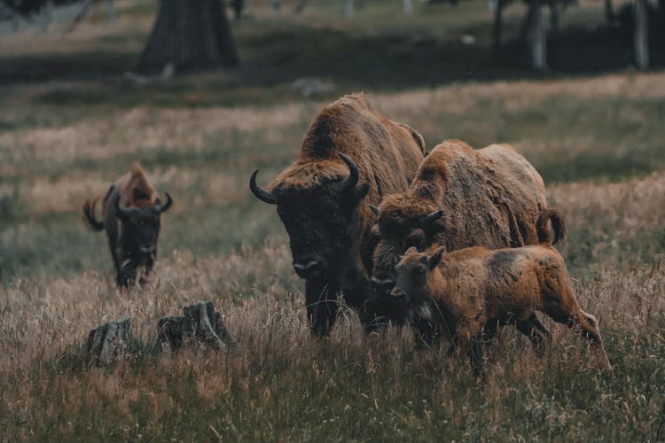 Herd Of Bison Grazing On Pasture