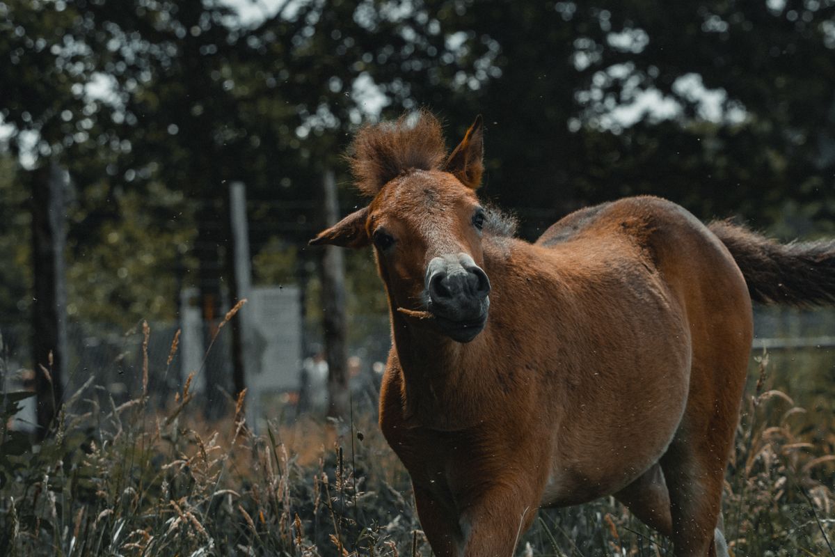 Mobile farrier — Southern Finland (EXAMPLE)