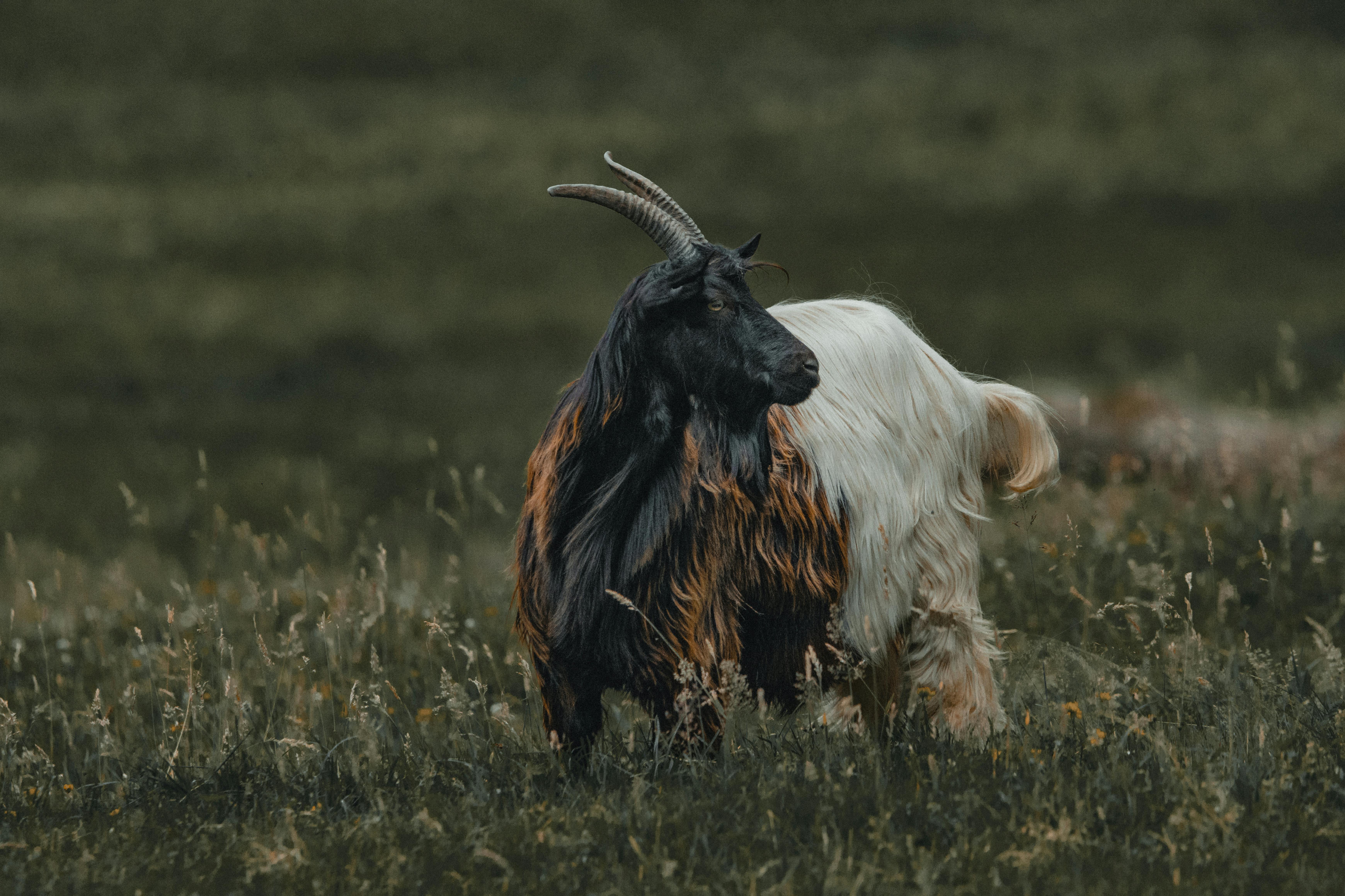Domesticated goat with colorful wool and big horns standing in grassy field while grazing in rural area on summer day