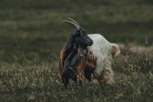 Domesticated goat with colorful wool and big horns standing in grassy field while grazing in rural area on summer day