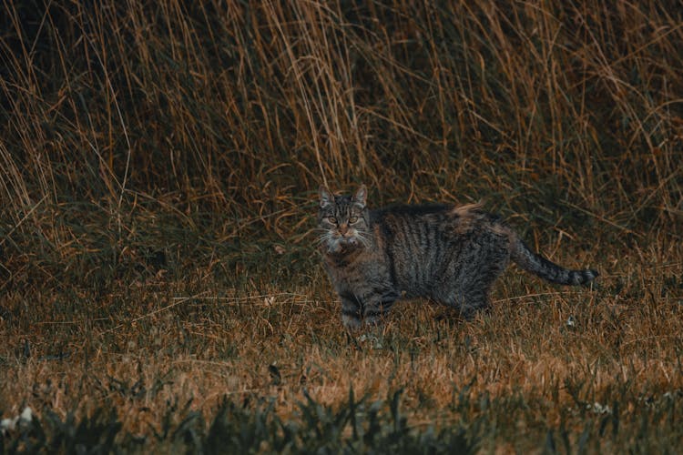 Wildcat On Grassy Meadow In Countryside