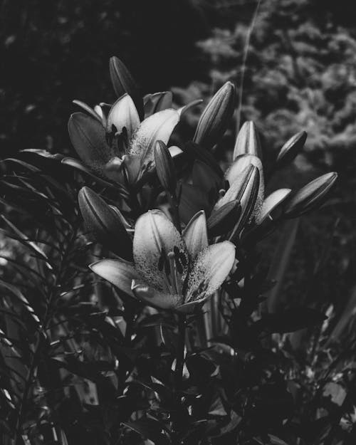 Grayscale Photo of Lily Flowers 