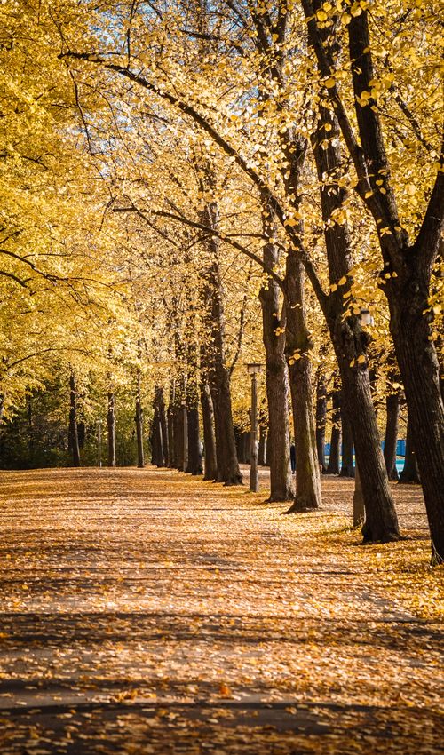 Free Empty walkway covered with fallen yellow leaves between trees in sunny autumn day in park Stock Photo
