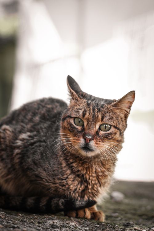 Free Detailed close-up of a tabby cat outdoors, highlighting its unique features. Stock Photo