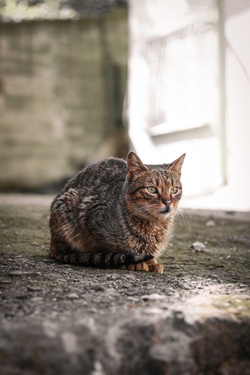 Free A tabby cat sits calmly on a stone surface in natural light outdoors. Stock Photo