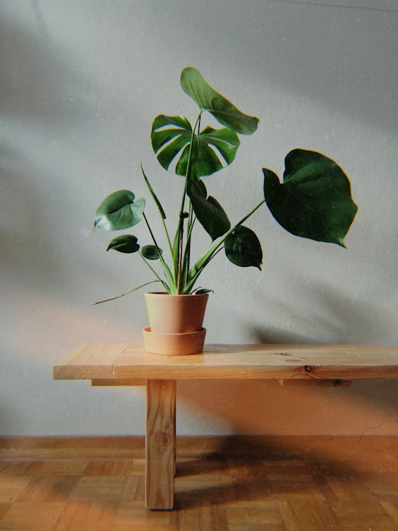 Free Potted Plant on a Wooden Bench Stock Photo