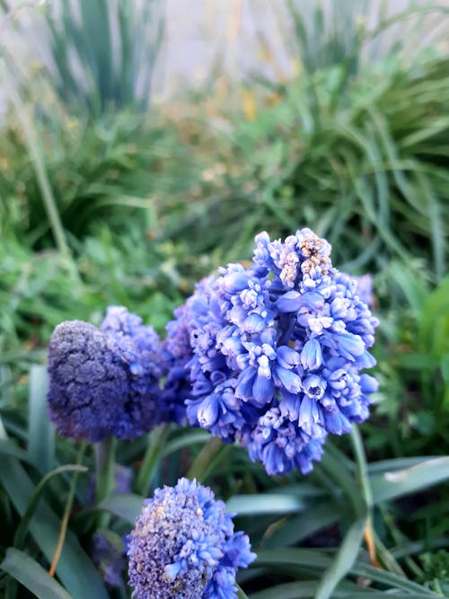 Foto stok gratis bunga biru, bunga taman, kelopak