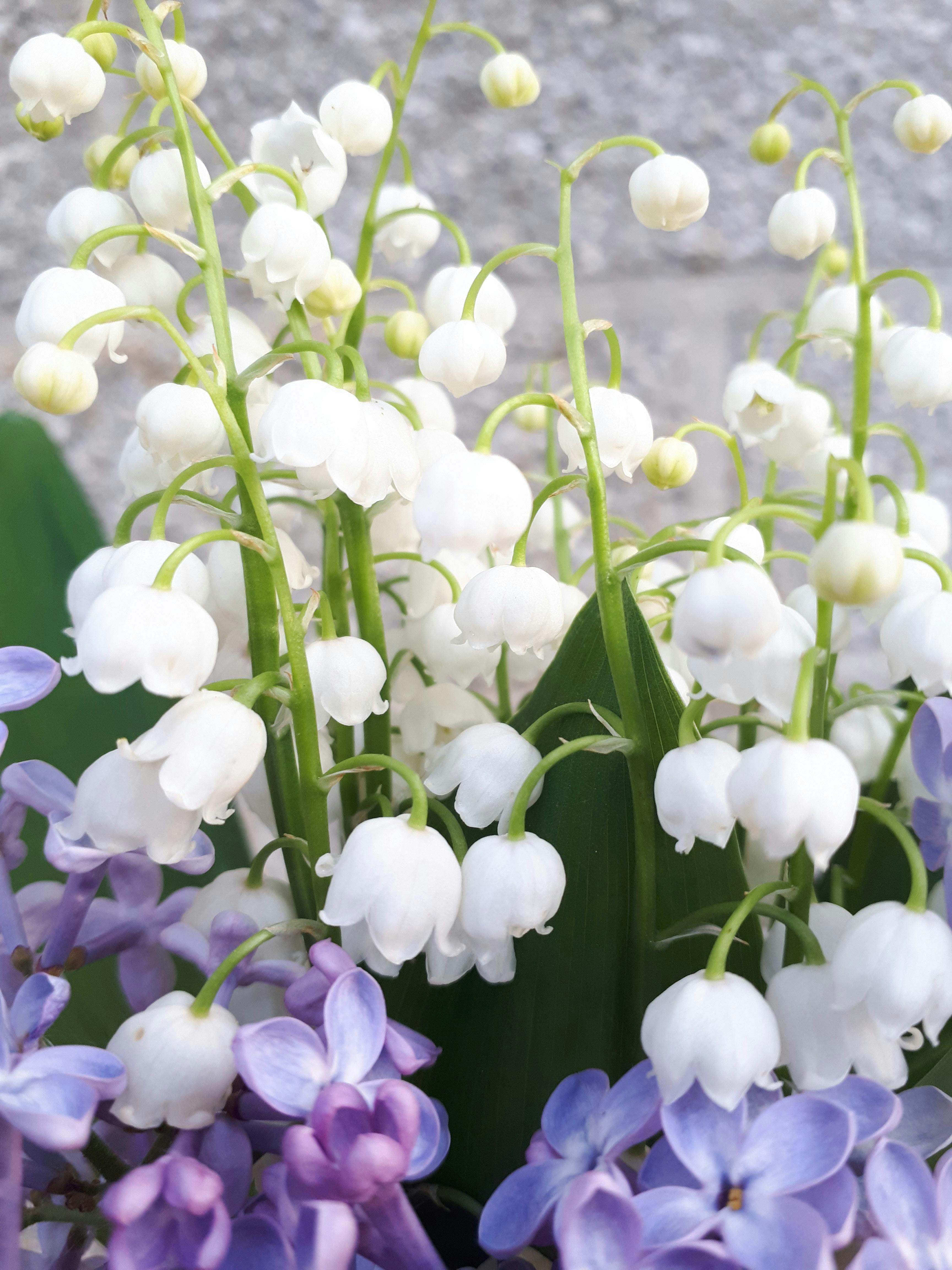 lily of the valley flower