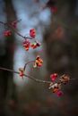 Red Flowers of a Plant
