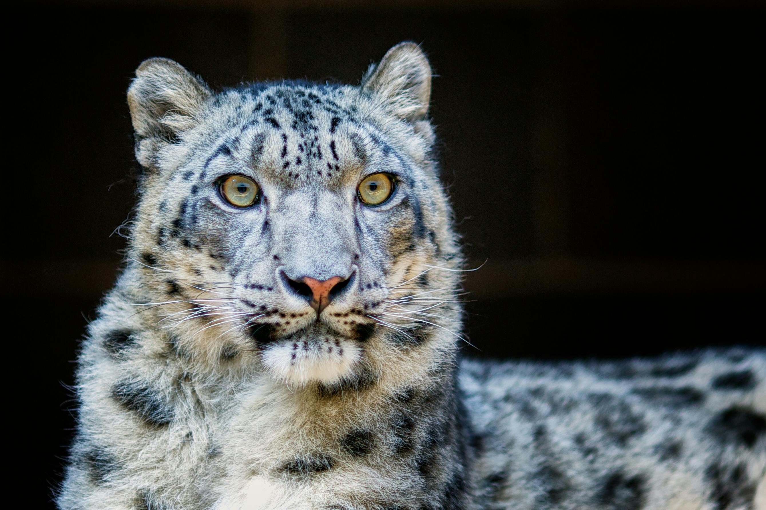 File:The Snow Leopard cropped.jpg - Wikipedia