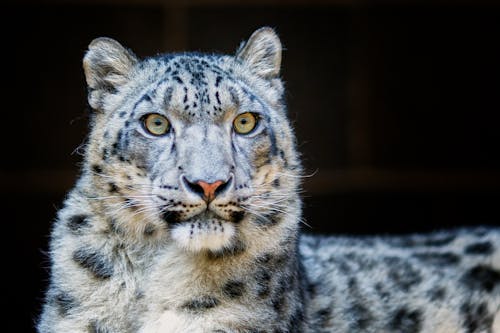 Fotografia De Close Up De Leopardo