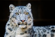 在奥马哈动物园拍摄的雪豹肖像细节清晰，展现了毛皮纹理和锐利的眼神