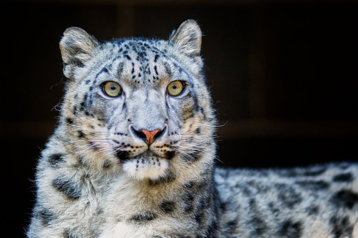 下载手机图片:动物, 雪豹，免费39910。