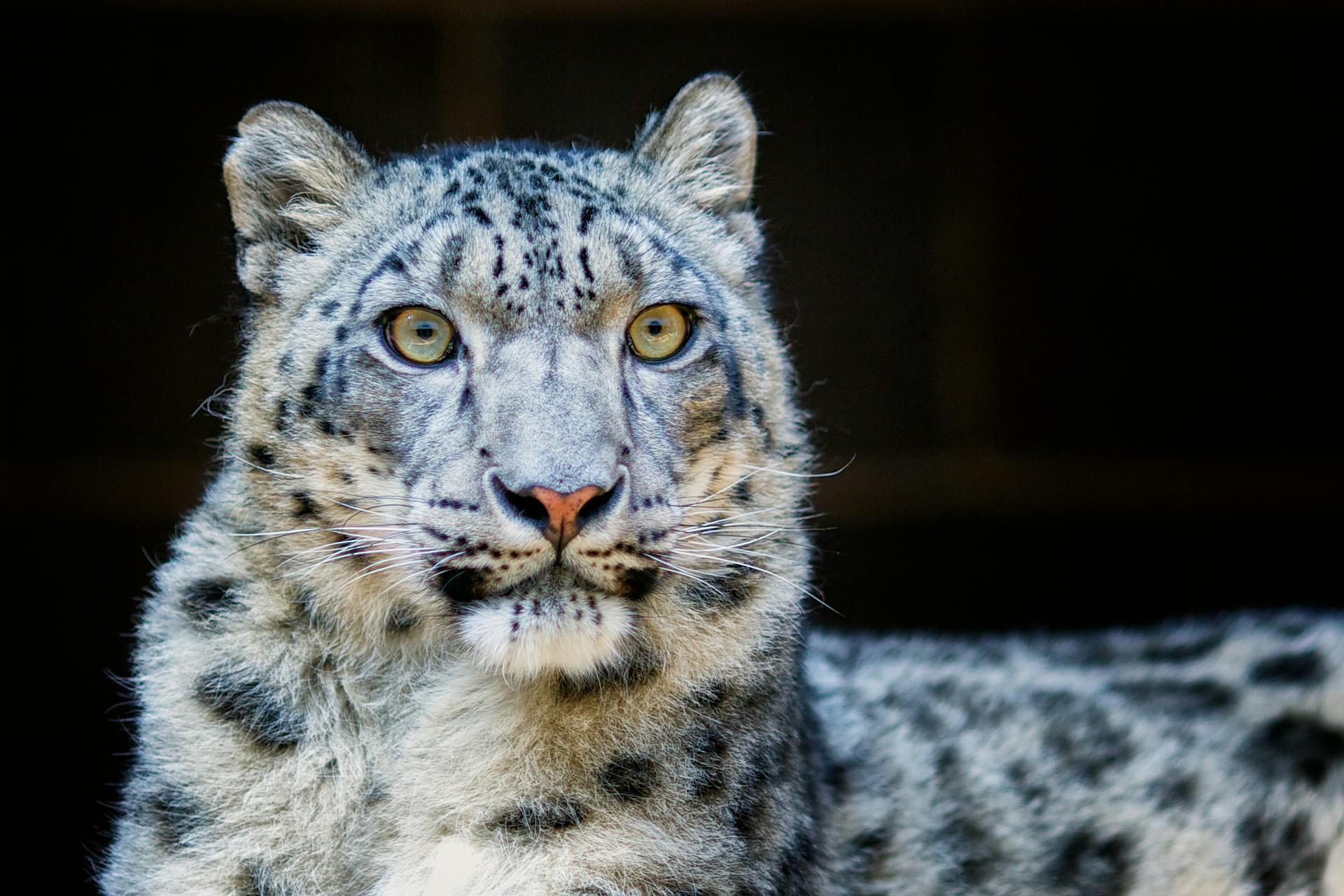 Close-Up Photography of Leopard