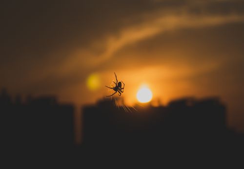 Free Silhouette of a spider with a golden sunset background creating an artistic silhouette and warm scene. Stock Photo
