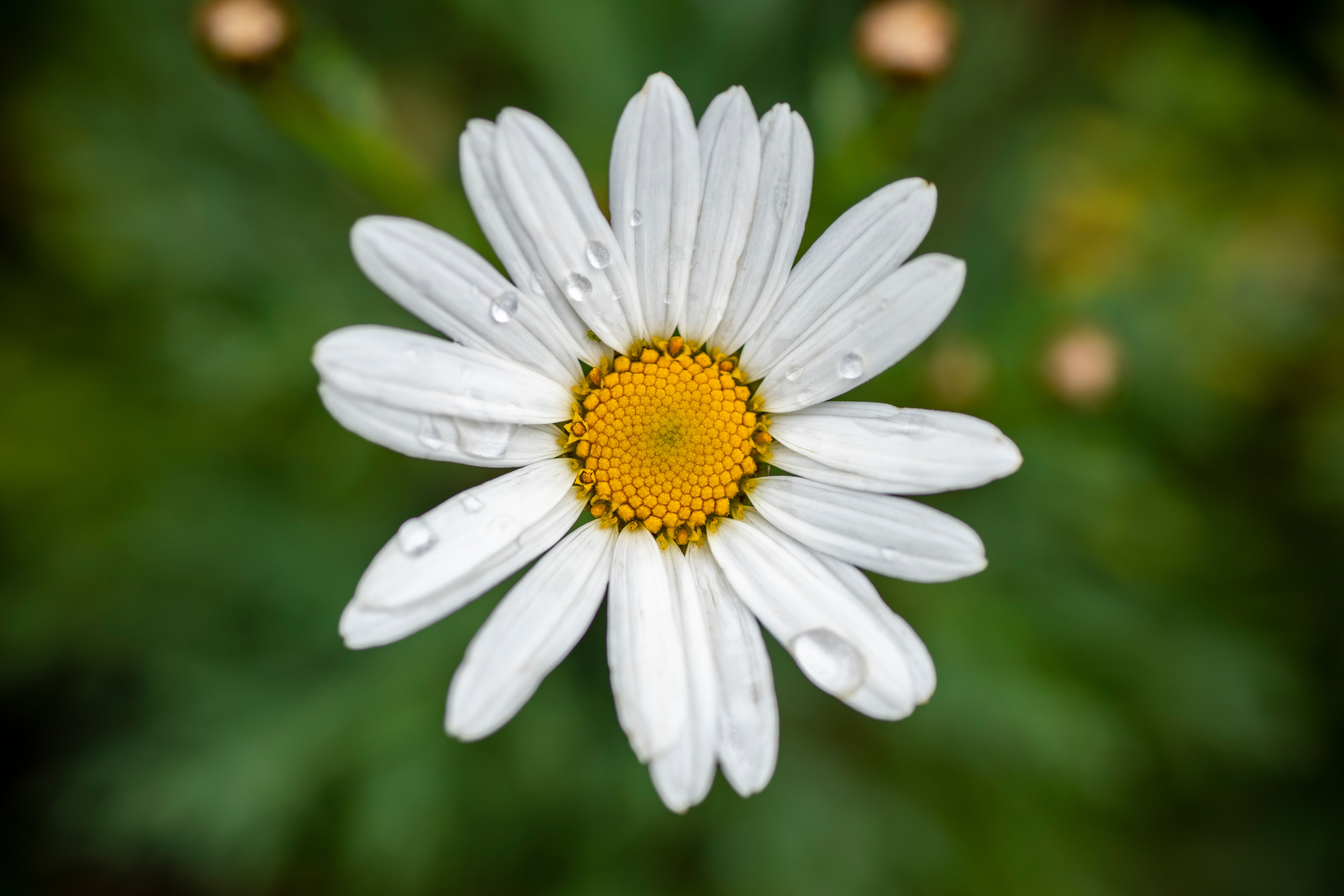 White Flower in Close Up Photography · Free Stock Photo